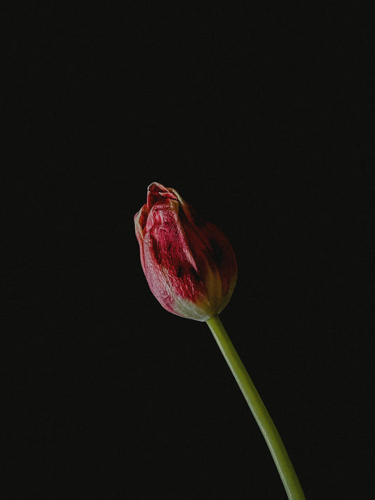 Single Closed Tulip