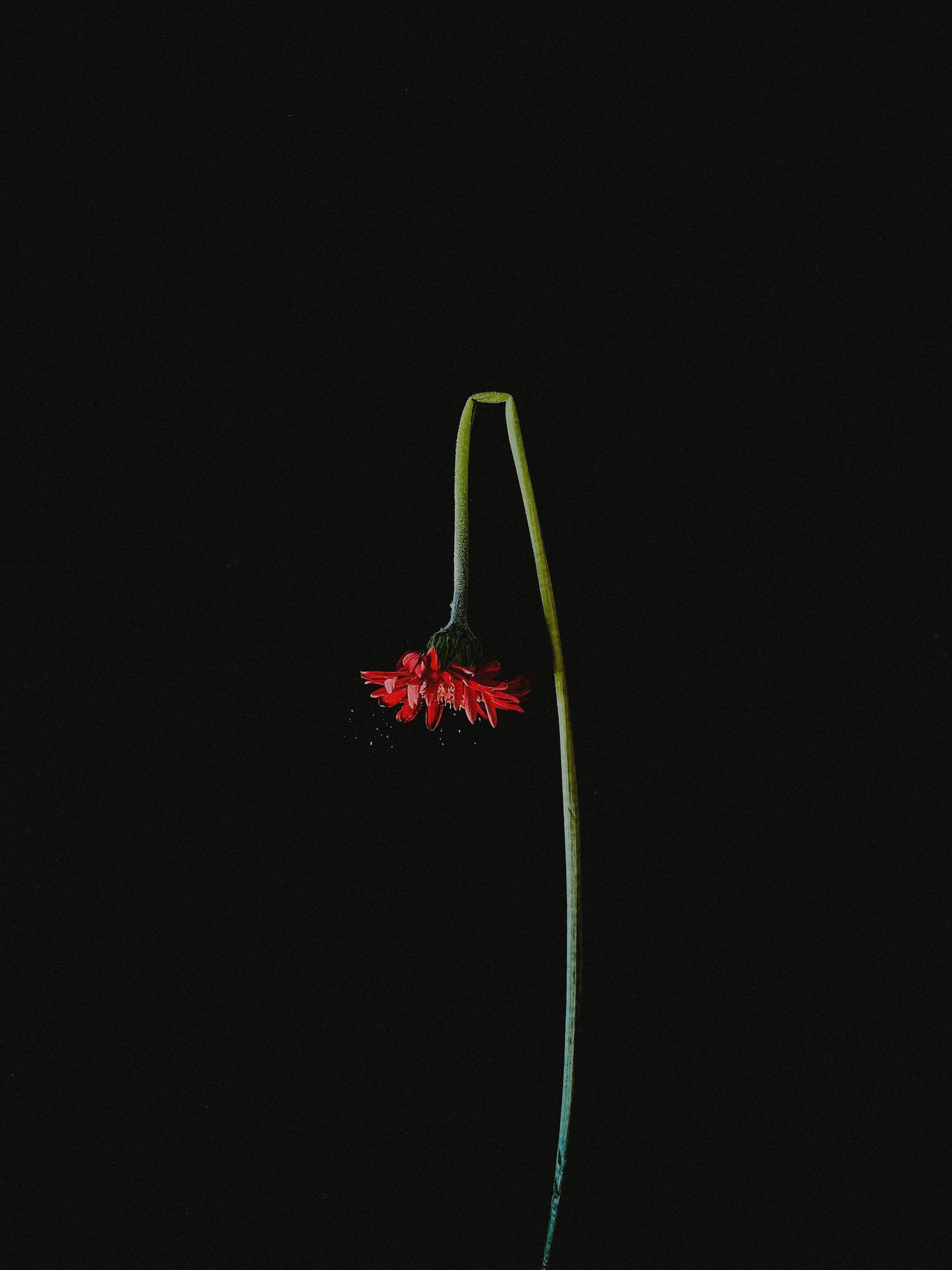 Wilted Gerbera Daisy