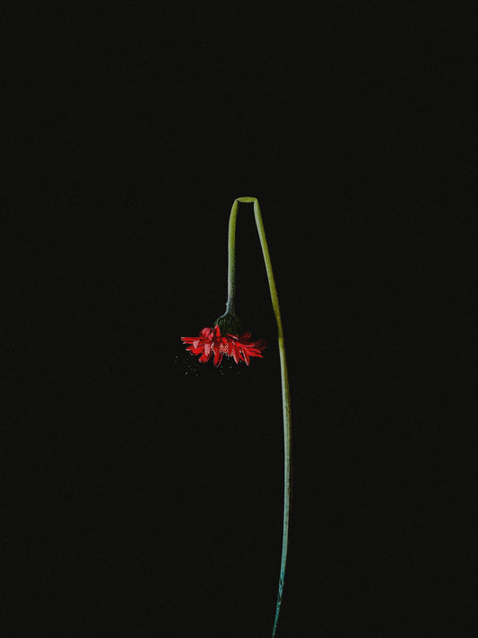 Wilted Gerbera Daisy