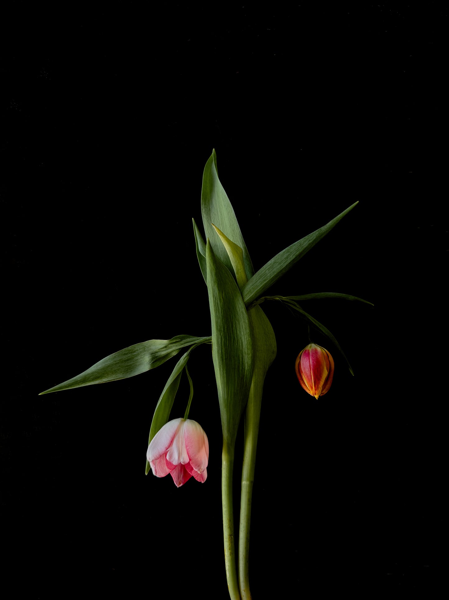 Bowing Tulips