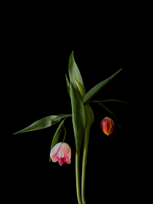Bowing Tulips
